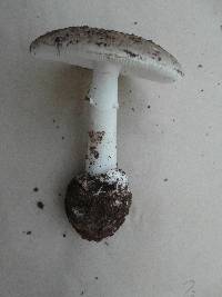 Amanita marmorata image