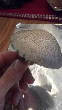 Panaeolus antillarum image
