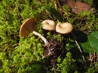 Clitocybe albirhiza image