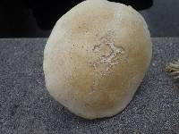 Leucopaxillus albissimus image