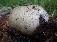 Agaricus moelleri image