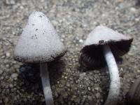 Psathyrella marcescibilis var. virginea image