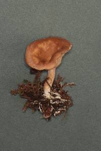 Clitocybe albirhiza image