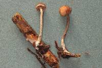 Psilocybe phyllogena image