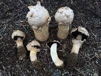 Agaricus texensis image