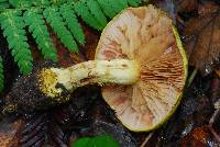 Cortinarius viridirubescens image