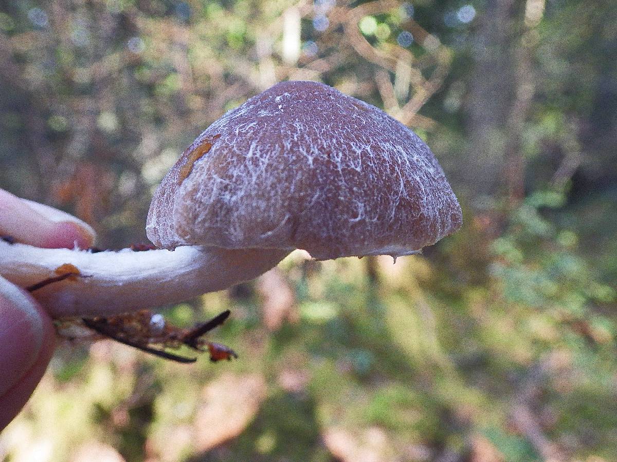 Psathyrella undulatipes image