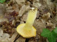 Cantharellus subpruinosus image