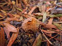 Tulostoma fimbriatum var. campestre image