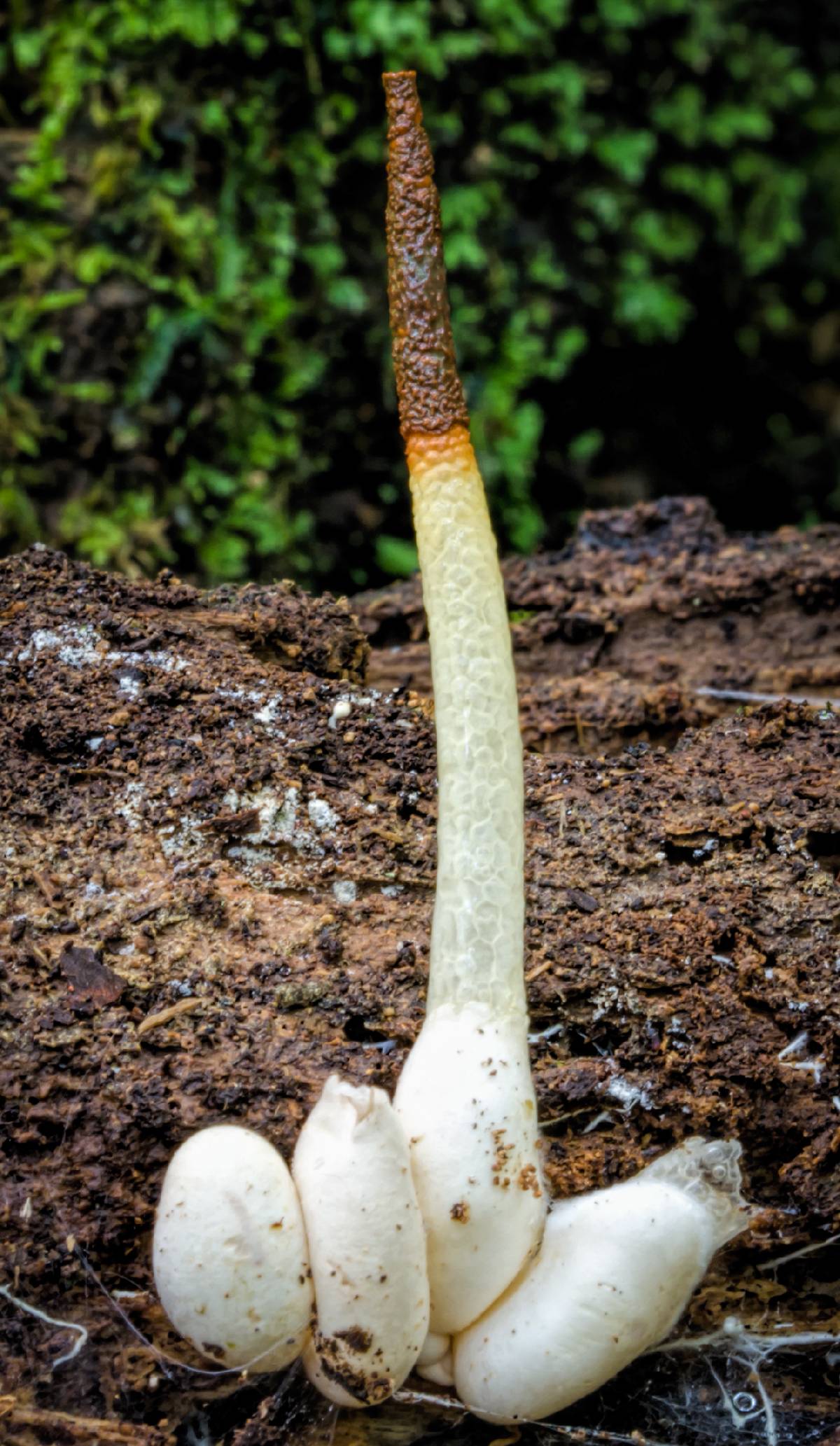 Mutinus boninensis image