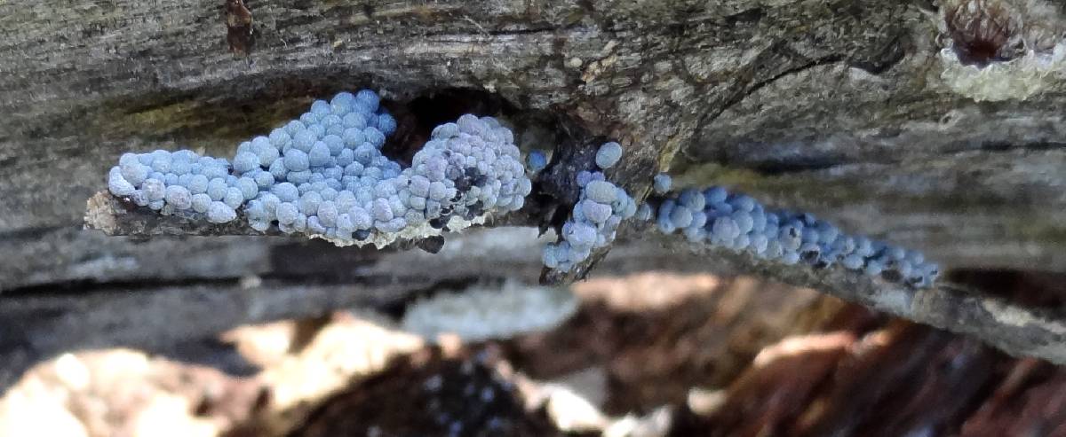 Badhamia goniospora image