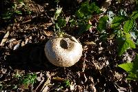 Agaricus californicus image