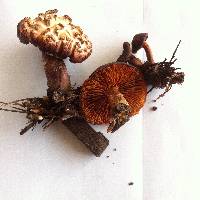 Gymnopilus aeruginosus image