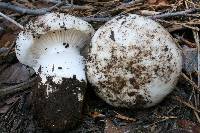 Hygrophorus subalpinus image