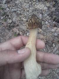 Morchella punctipes image