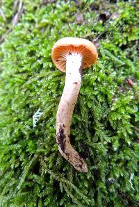 Hygrophorus nemoreus image