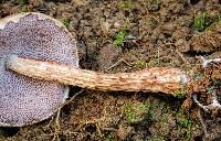 Austroboletus lacunosus image