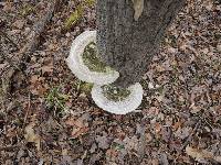 Trametes gibbosa image