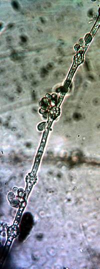 Gonatobotrys simplex image