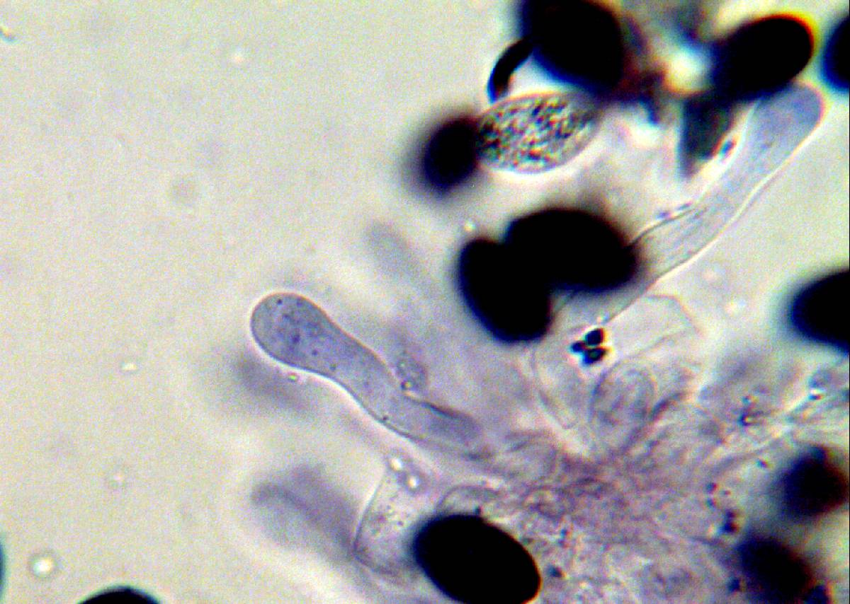 Panaeolus fimicola image