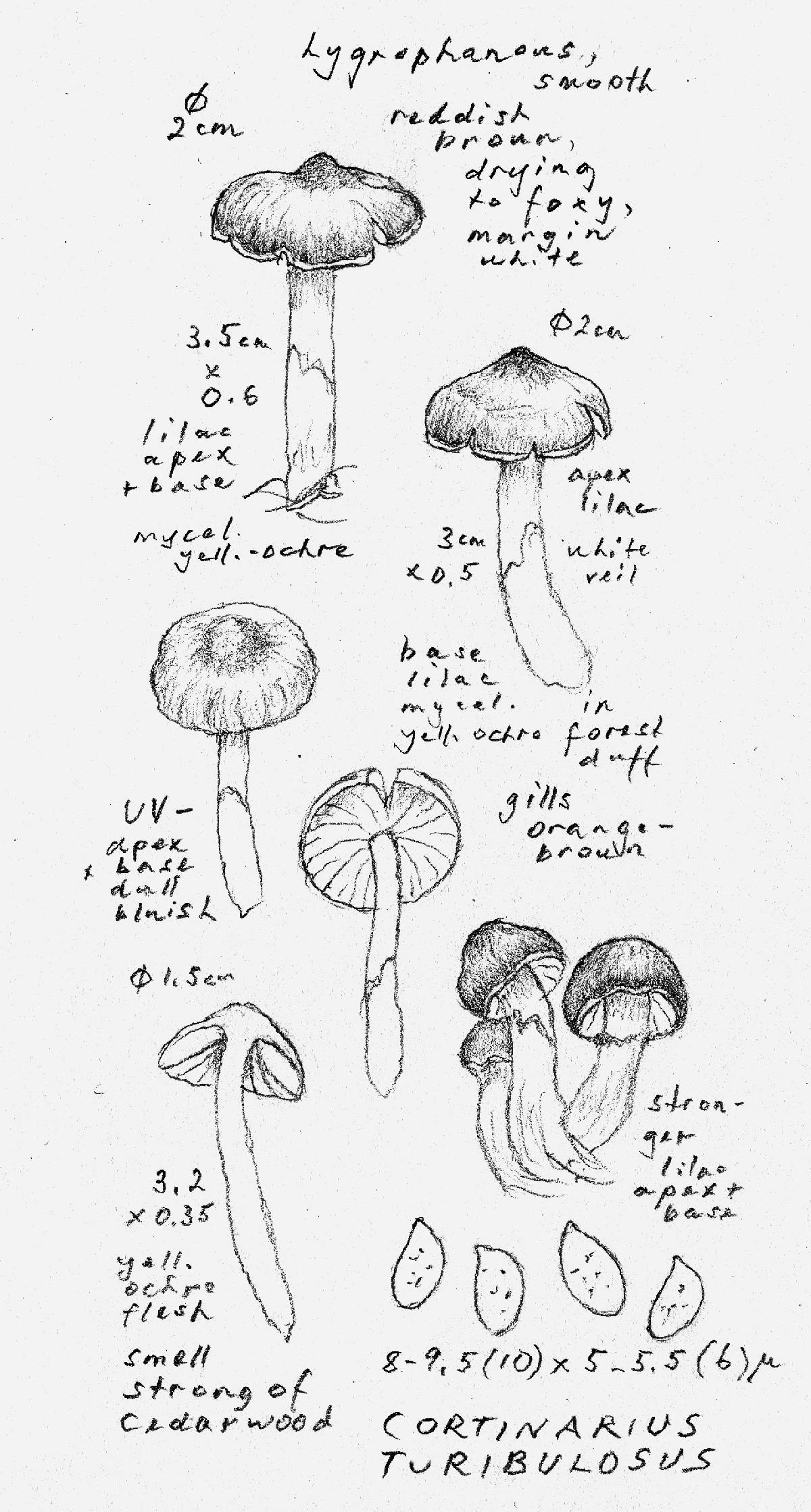 Cortinarius turibulosus image