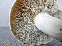 Calocybe gambosa image