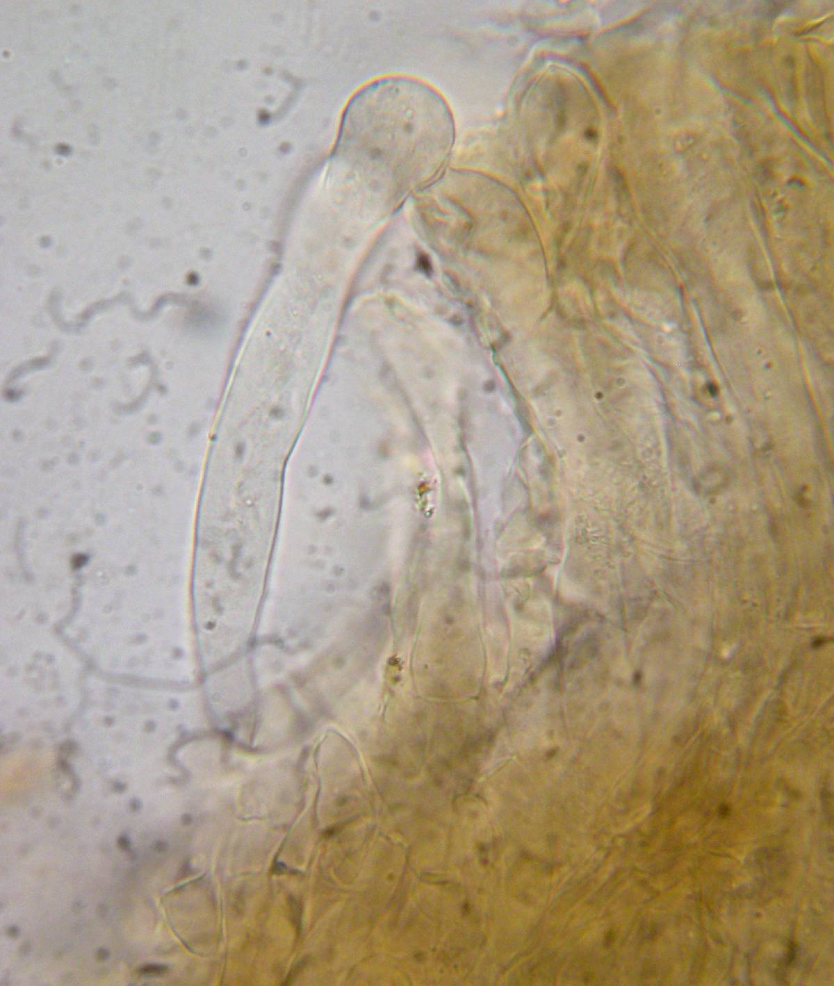 Morchella septimelata image