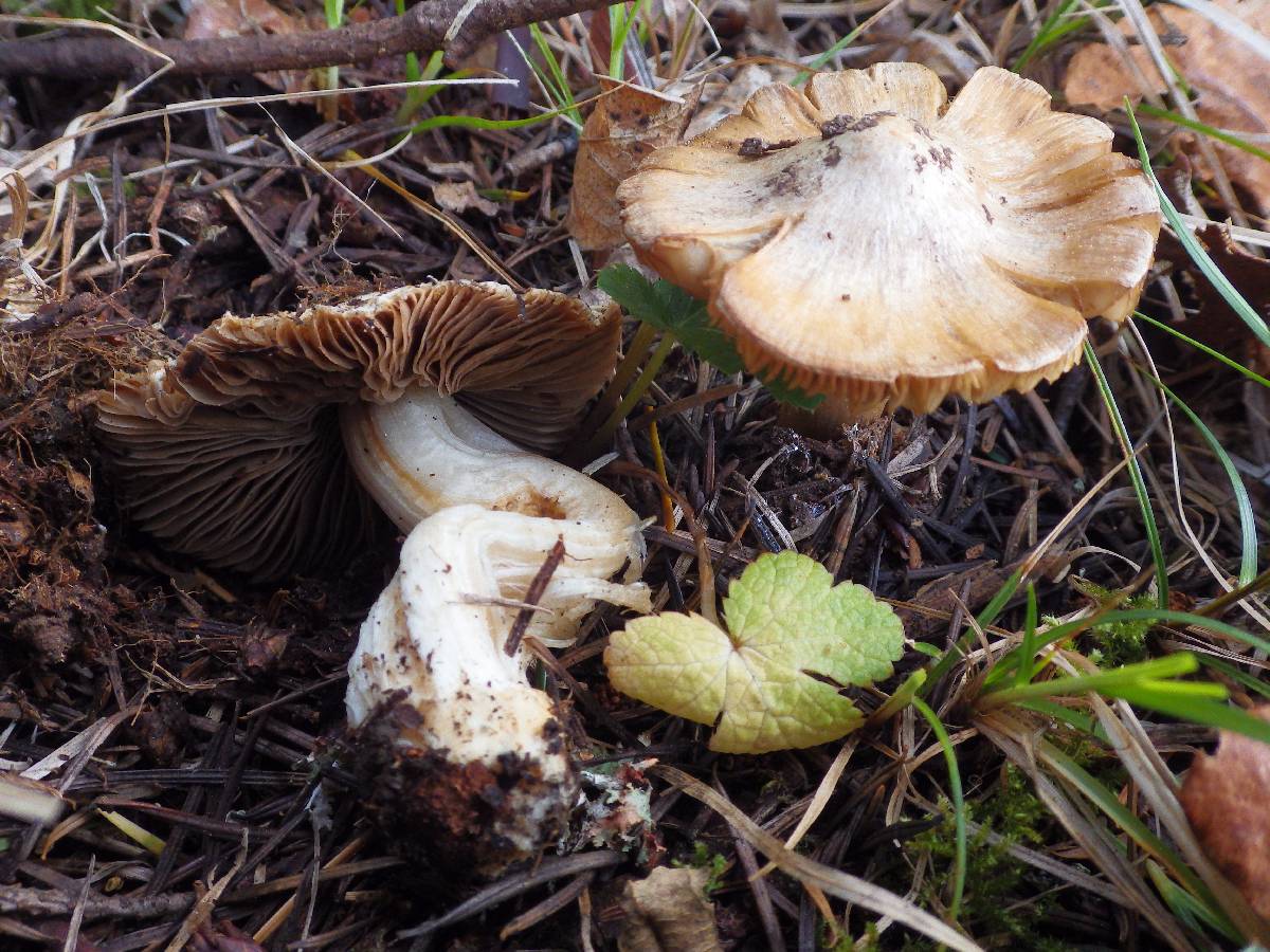 Inocybe amblyospora image