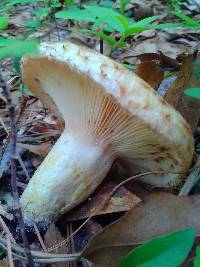 Lactarius speciosus image