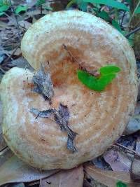 Lactarius speciosus image