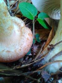 Lactarius speciosus image