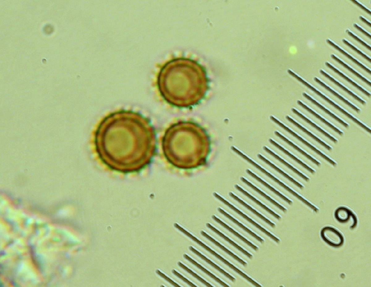 Calvatia lycoperdoides image