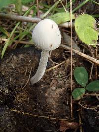 Panaeolus antillarum image