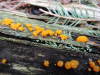 Dacrymyces capitatus image