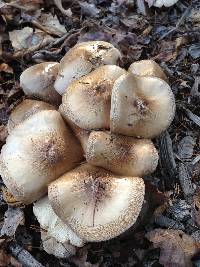 Pluteus petasatus image