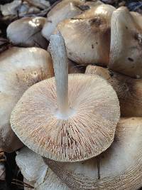 Pluteus petasatus image