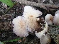 Psathyrella tuberculata image