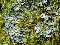 Polyblastidium japonicum image