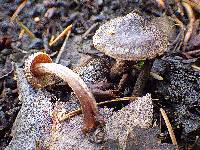 Cortinarius decipiens image