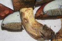 Boletus sensibilis image