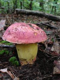 Boletus miniatopallescens image