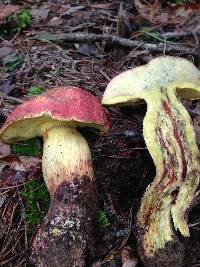 Boletus miniatopallescens image