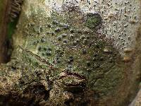 Pyrenula macrospora image