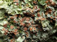 Lobaria virens image