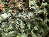 Lobaria virens image