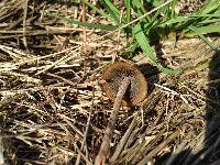 Panaeolus acuminatus image