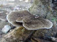Hexagonia hydnoides image