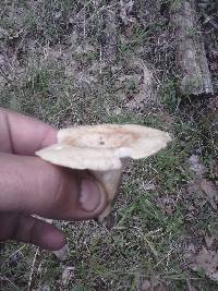 Polyporus craterellus image