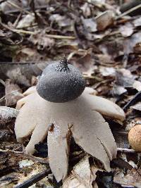 Geastrum lloydianum image