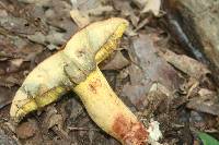 Boletus miniatopallescens image